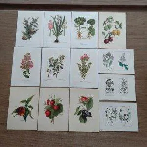 Sb1) Lotto Stampe Botaniche Fiori Frutta Collezione Scrapbooking ArtJournal Rare