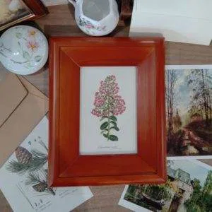 QB1) Quadro Cornice Legno Stampa Botanica (Lagerstroemia Indica) Legno Vintage